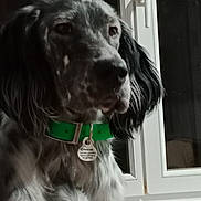 Arlo a rejoint le concours — aidez-le/la à gagner de superbes lots ! animal, black_and_white_fur, canine, closeup, collar_tag, dog, domestic_animal, ears, evening_light, fur, green_collar, home, indoor, looking_away, pet, portrait, quiet, snout, still_life, window
