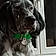 Arlo