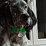 animal, black_and_white_fur, canine, closeup, collar_tag, dog, domestic_animal, ears, evening_light, fur, green_collar, home, indoor, looking_away, pet, portrait, quiet, snout, still_life, window