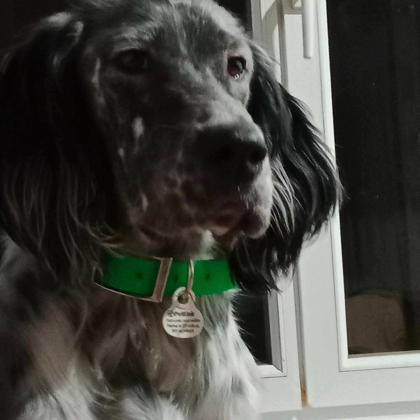 Arlo