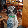Arlo a rejoint le concours — aidez-le/la à gagner de superbes lots ! background, black_and_white_fur, casual, cozy, curious, dining_room, dog, domestic_animal, flooring, furniture, green_collar, household, indoor, lamp, pet, remote_control, sitting, table, window_light, wooden_chair