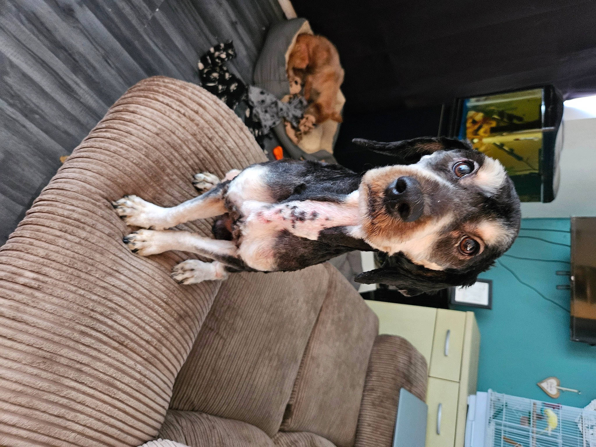 Barney joined the competition — help win amazing prizes! auto_part, canidae, carnivore, collar, comfort, companion_dog, couch, dog, dog_breed, dog_supply, ear, fawn, fur, guard_dog, picture_frame, schnauzer, sporting_group, working_animal