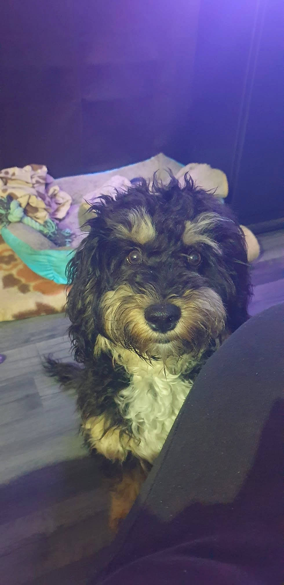 Barney is registered to the contest to win money with this photo: art, canidae, carnivore, cloud, cockapoo, companion_dog, dog, dog_breed, fur, maltepoo, painting, puppy_love, small_terrier, snout, sporting_group, terrier, toy_dog, visual_arts, water_dog, working_animal