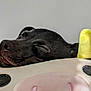 dog, black_dog, sleeping, resting, plush, yellow_horns, cow_cushion, soft_toys, close_up, indoor, pet, cute, cozy, animal, relaxation, snout, ears, face, napping, domestic_animal