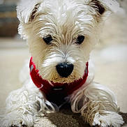 Ladakh participe au concours pour gagner de l'argent avec cette photo : adorable, animal, canine, close_up, companion, curly_fur, cute, dog, domestic_animal, fluffy, focused, indoor, lying_down, mammal, paws, pet, portrait, red_harness, soft_texture, white_fur