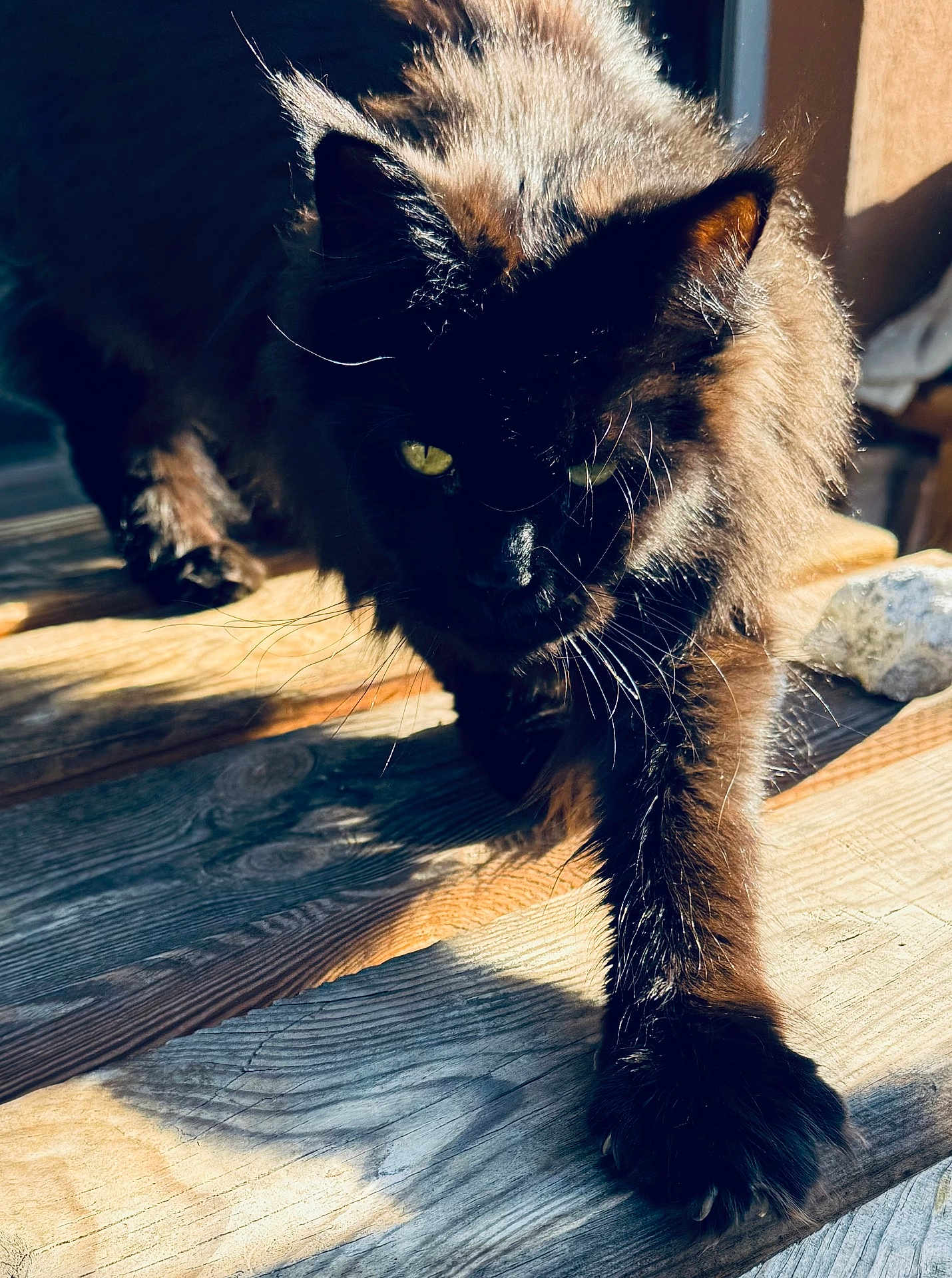 Titus a rejoint le concours — aidez-le/la à gagner de superbes lots ! black_cat, cat, animal, pet, fur, whiskers, paw, yellow_eyes, wooden_floor, sunlight, shadow, close_up, outdoor, daylight, mammal, feline, curious, walking, portrait, nature
