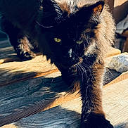 Mimine participe au concours pour gagner de l'argent avec cette photo : alert, animal, black_cat, cat, close_up, curious, daylight, feline, fur, green_eyes, mammal, nature, outdoor, paw, pet, shadow, sunlight, walking, whiskers, wooden_floor
