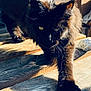 alert, animal, black_cat, cat, close_up, curious, daylight, feline, fur, green_eyes, mammal, nature, outdoor, paw, pet, shadow, sunlight, walking, whiskers, wooden_floor