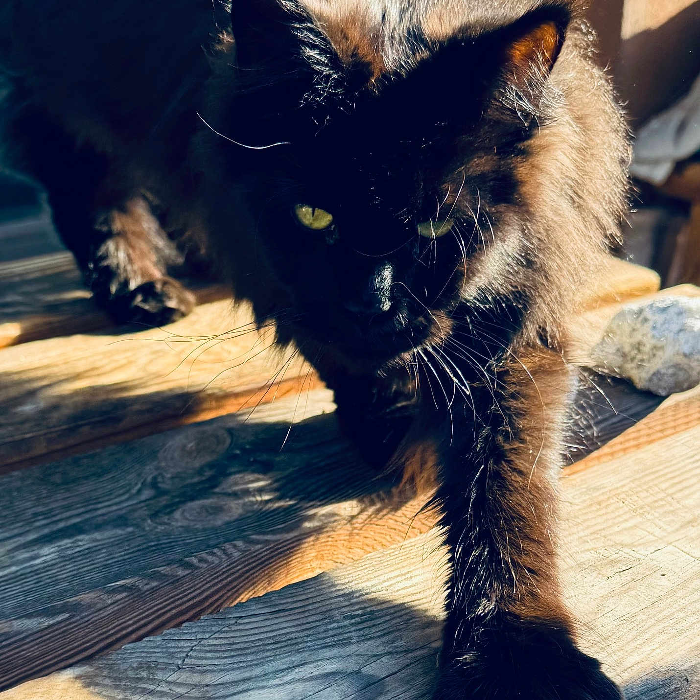 Mimine participe au concours pour gagner de l'argent avec cette photo : alert, animal, black_cat, cat, close_up, curious, daylight, feline, fur, green_eyes, mammal, nature, outdoor, paw, pet, shadow, sunlight, walking, whiskers, wooden_floor