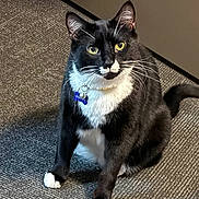 Milo is registered to the contest to win money with this photo: animal, black_and_white, carpet, cat, collar, curious, cute, domestic_cat, feline, fur, indoor, paw, pet, portrait, sitting, tag, tail, tuxedo_cat, whiskers, yellow_eyes