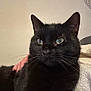 Apollon participe au concours pour gagner de l'argent avec cette photo : cat, black_cat, pet, animal, fur, whiskers, green_eyes, domestic_cat, indoor, close_up, portrait, hand, human, comfort, relaxation, feline, cute, friendship, companionship, cozy