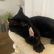 Apollon participe au concours pour gagner de l'argent avec cette photo : black_cat, cat, pet, animal, indoor, furniture, cat_perch, toy, fabric_toy, playful, curious, whiskers, paw, claws, feline, relaxed, soft_focus, home, living_room, floor