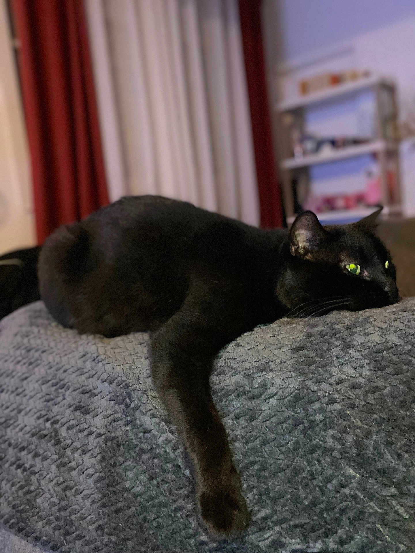 Apollon a rejoint le concours — aidez-le/la à gagner de superbes lots ! black_cat, cat, pet, indoor, blanket, furniture, relaxing, stretching, paw, cozy, curtains, shelf, blurred_background, soft_lighting, animal, mammal, fur, domestic, resting, closeup