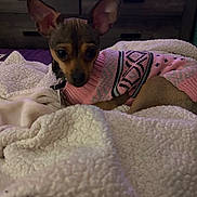Vicious joined the competition — help win amazing prizes! animal, bedroom, blanket, cozy, curious, cute, dog, ears, furniture, indoor, lying_down, pet, pink_sweater, puppy, resting, small_dog, soft_lighting, sweater, warm, white_blanket