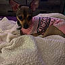 animal, bedroom, blanket, cozy, curious, cute, dog, ears, furniture, indoor, lying_down, pet, pink_sweater, puppy, resting, small_dog, soft_lighting, sweater, warm, white_blanket