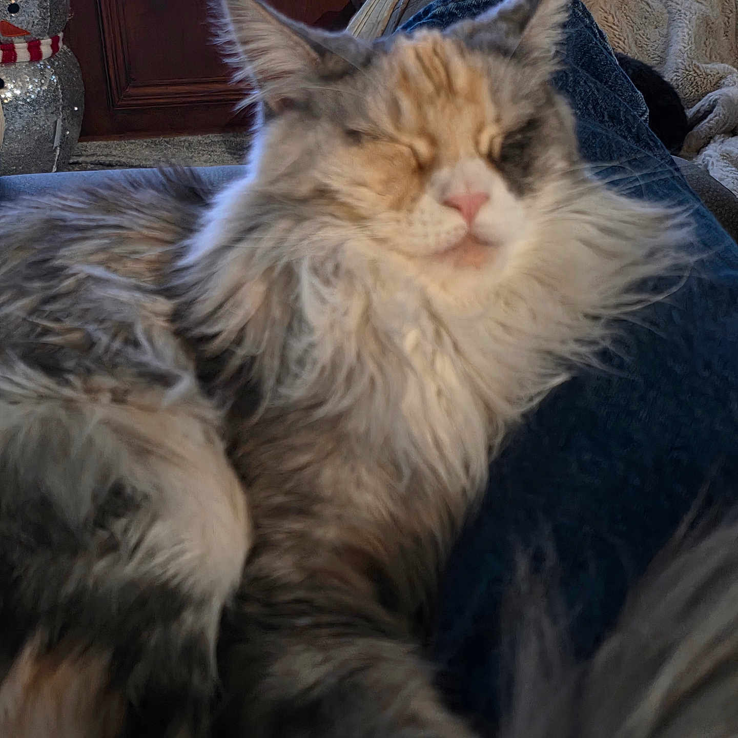 Luna joined the competition — help win amazing prizes! animal, blanket, cat, closeup, comfort, cozy, cute, decoration, domestic, fluffy, fur, furniture, home, indoor, pet, relaxed, resting, sleeping, snowman, wood_paneling