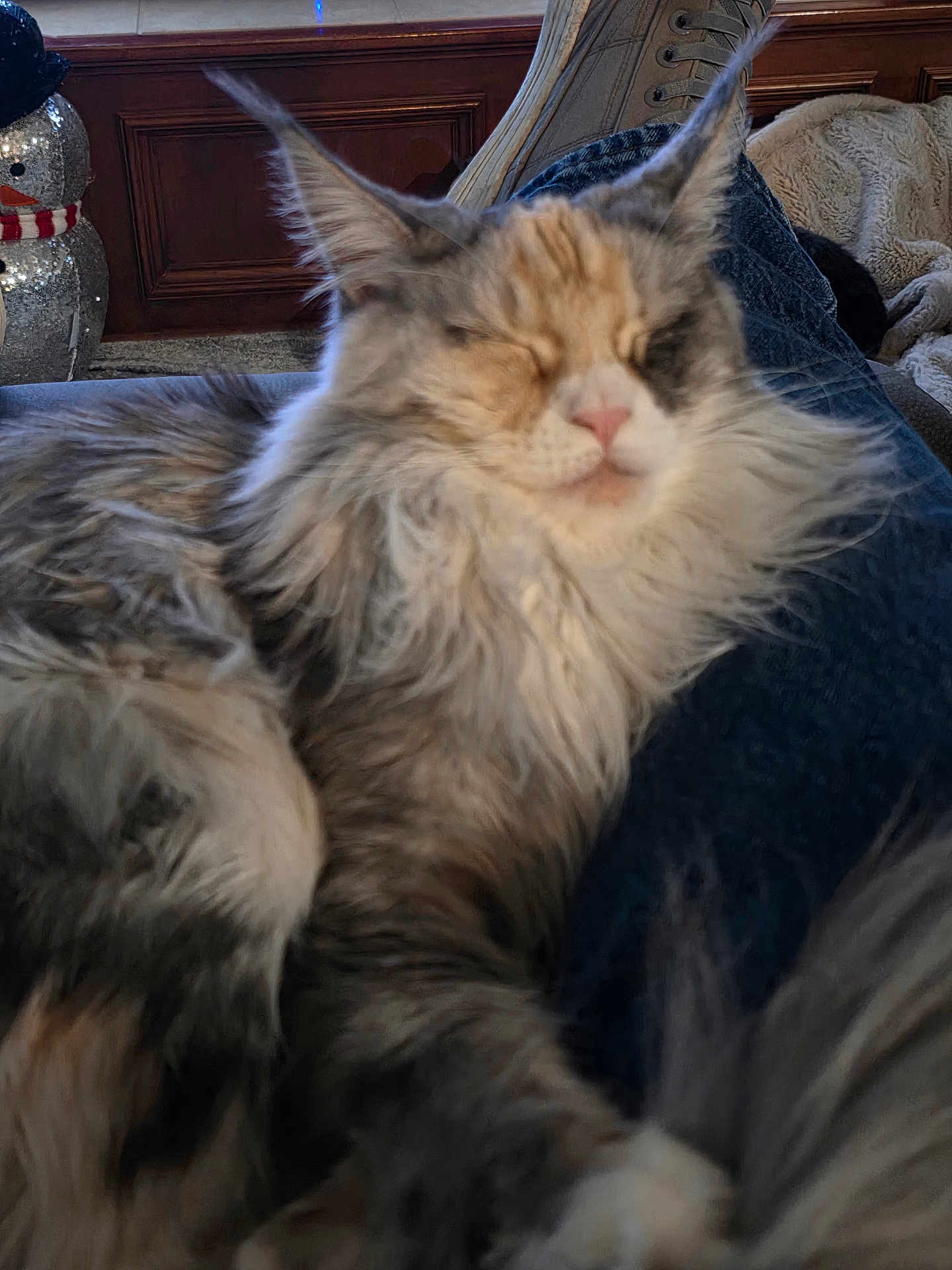 Luna joined the competition — help win amazing prizes! cat, fluffy, sleeping, pet, indoor, blanket, cozy, furniture, snowman, decoration, wood_paneling, comfort, relaxed, fur, animal, domestic, cute, resting, closeup, home