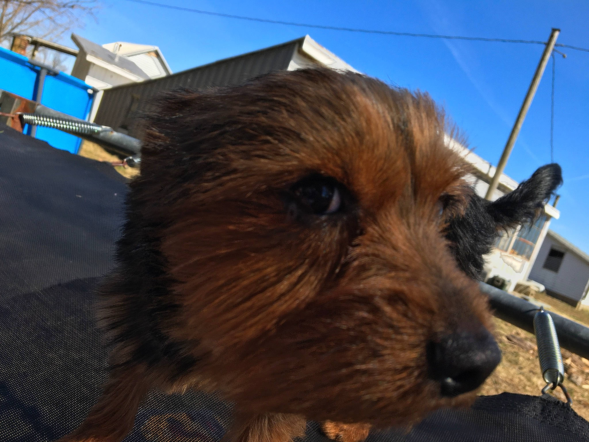 Dyer is registered to the contest to win money with this photo: australian_terrier, cairn_terrier, canidae, carnivore, dog, dog_breed, fawn, mammal, norfolk_terrier, norwich_terrier, rare_breed_dog, small_terrier, snout, terrier