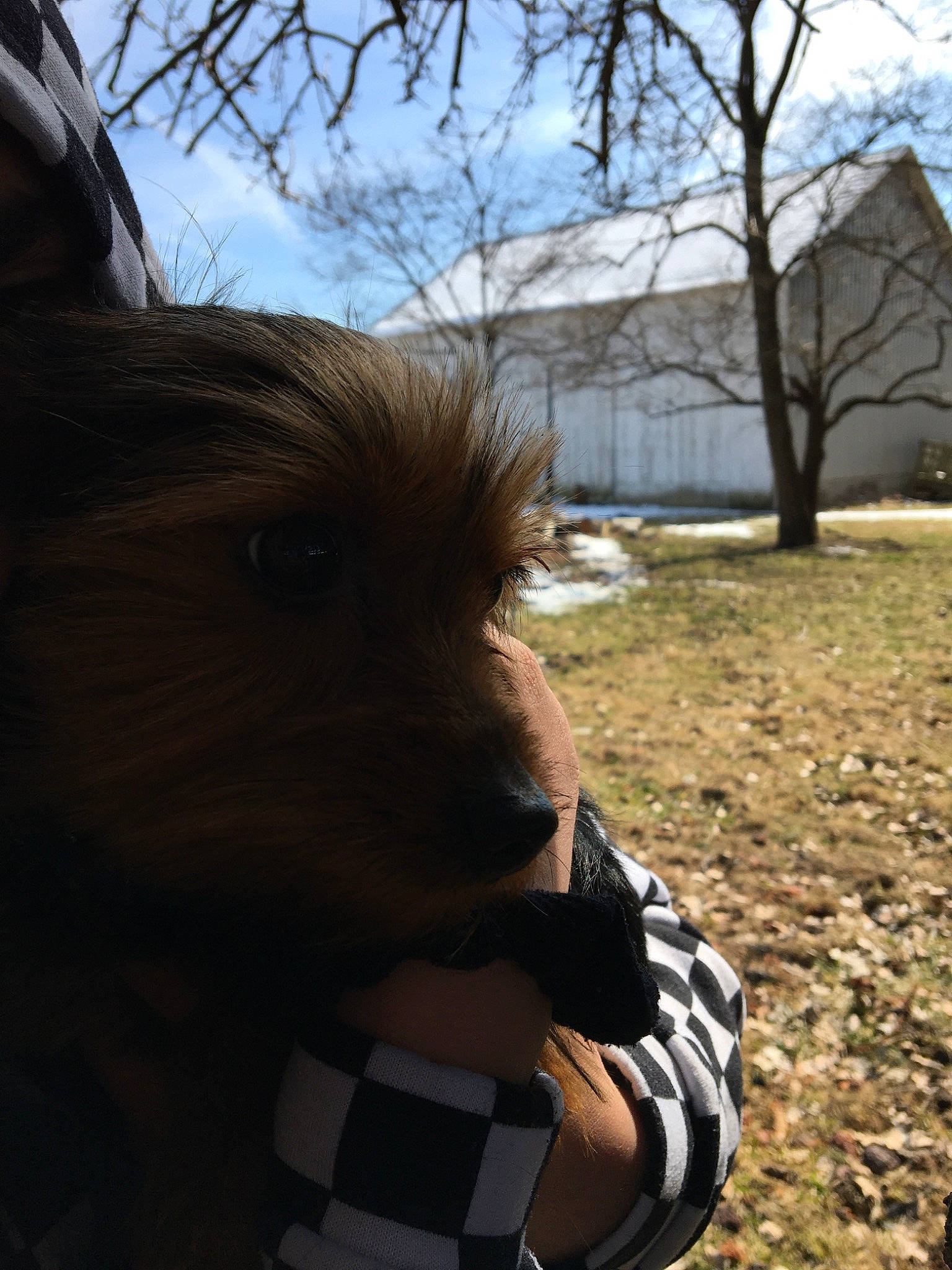 Dyer is registered to the contest to win money with this photo: canidae, companion_dog, dog_breed, fawn, grass, nose, sky, snout, sporting_group, sunlight, tree