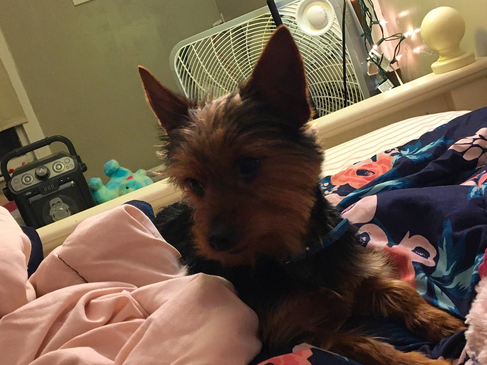 Dyer is registered to the contest to win money with this photo: australian_silky_terrier, australian_terrier, berger_picard, cairn_terrier, canidae, carnivore, companion_dog, dog, dog_breed, ear, fur, mammal, puppy, terrier, yorkshire_terrier