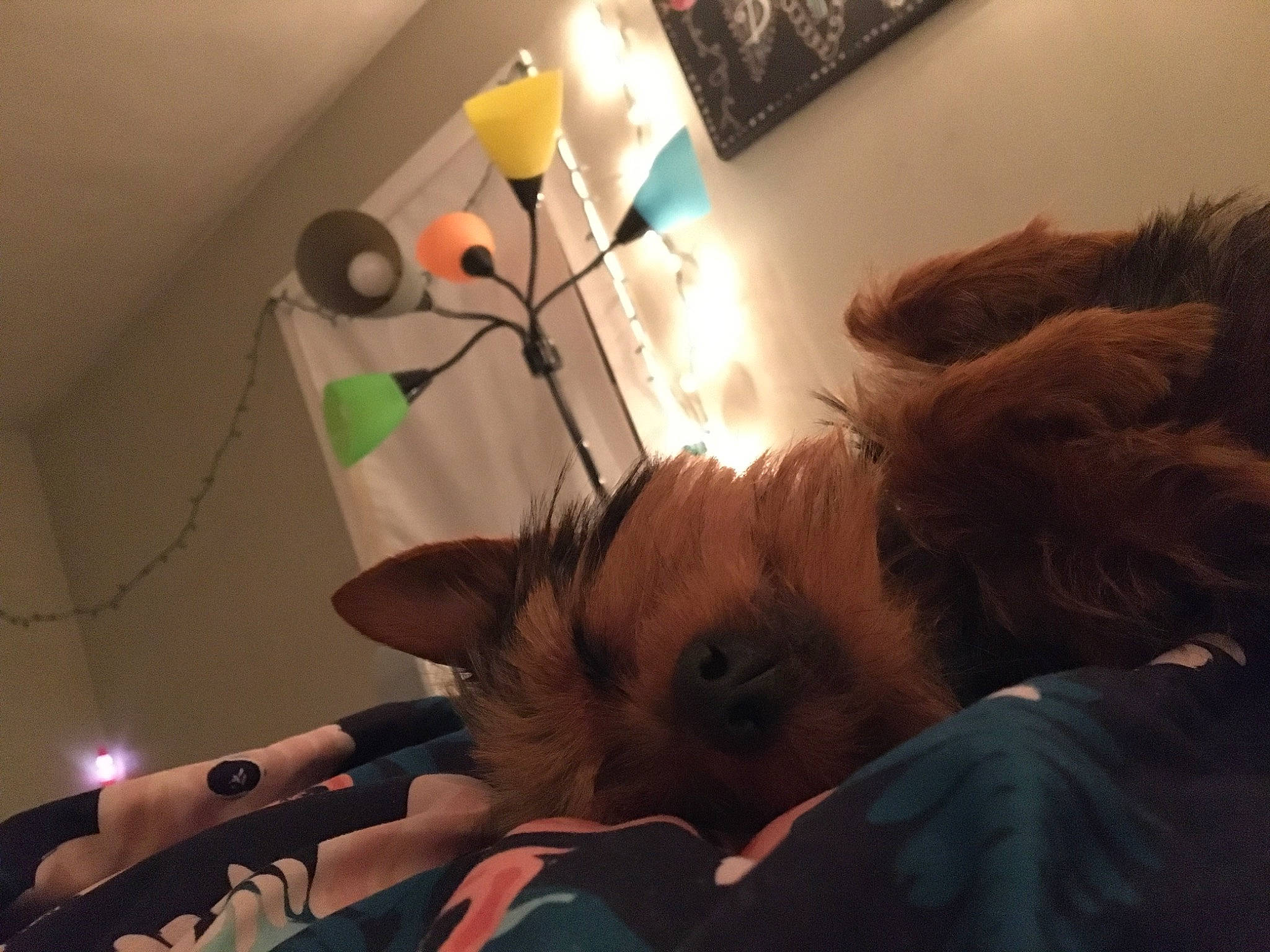 Dyer is registered to the contest to win money with this photo: arm, cat, ear, eye, felidae, fun, fur, head, mouth, nose, small_to_medium_sized_cats, whiskers