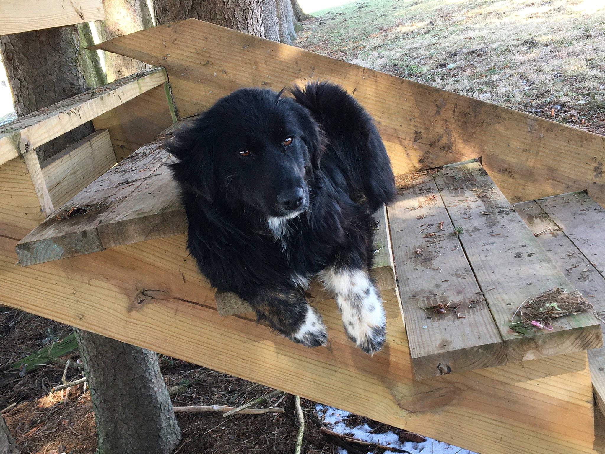 Mia White Socks is registered to the contest to win money with this photo: canidae, carnivore, dog, dog_breed, karakachan_dog, sporting_group