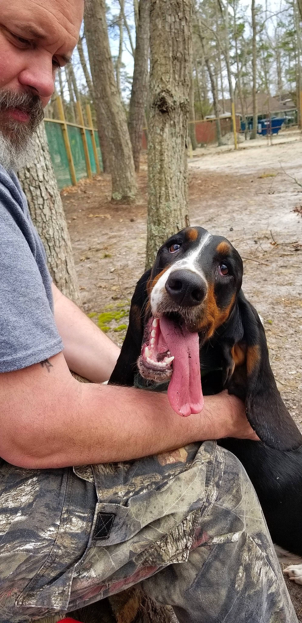 Albert joined the competition — help win amazing prizes! basset_artesien_normand, basset_bleu_de_gascogne, basset_hound, bluetick_coonhound, canidae, carnivore, coonhound, dog, dog_breed, fawn, finnish_hound, gascon_saintongeois, grand_bleu_de_gascogne, hound, mammal, scent_hound, schweizer_laufhund, snout, vertebrate