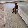 Rosie joined the competition — help win amazing prizes! baseboard, blurry, brown_dog, canine, carpet, cord, couch, dog, furniture, home, indoor, living_room, outlet, pet, room, rug, stretching, wall, window, wooden_floor