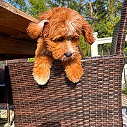 Rosie joined the competition — help win amazing prizes! animal, blue_sky, brown_fur, chair, curious, cute, daylight, dog, furniture, looking_down, nature, outdoor, pet, playful, puppy, sunlight, trees, white_paws, woven_chair, young_dog