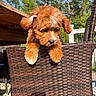 animal, blue_sky, brown_fur, chair, curious, cute, daylight, dog, furniture, looking_down, nature, outdoor, pet, playful, puppy, sunlight, trees, white_paws, woven_chair, young_dog