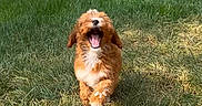 Rosie is registered to the contest to win money with this photo: animal, brown, canine, dog, excited, fluffy, fur, grass, happy, joyful, nature, open_mouth, outdoor, pet, playful, puppy, running, summer, sunlight, young