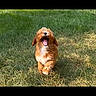 animal, brown, canine, dog, excited, fluffy, fur, grass, happy, joyful, nature, open_mouth, outdoor, pet, playful, puppy, running, summer, sunlight, young