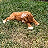 Rosie joined the competition — help win amazing prizes! animal, curious, cute, dog, flower_bed, fur, garden, grass, greenery, laying_down, nature, outdoor, pet, playful, puppy, relaxed, small_dog, sunlight, white_fence, young_dog