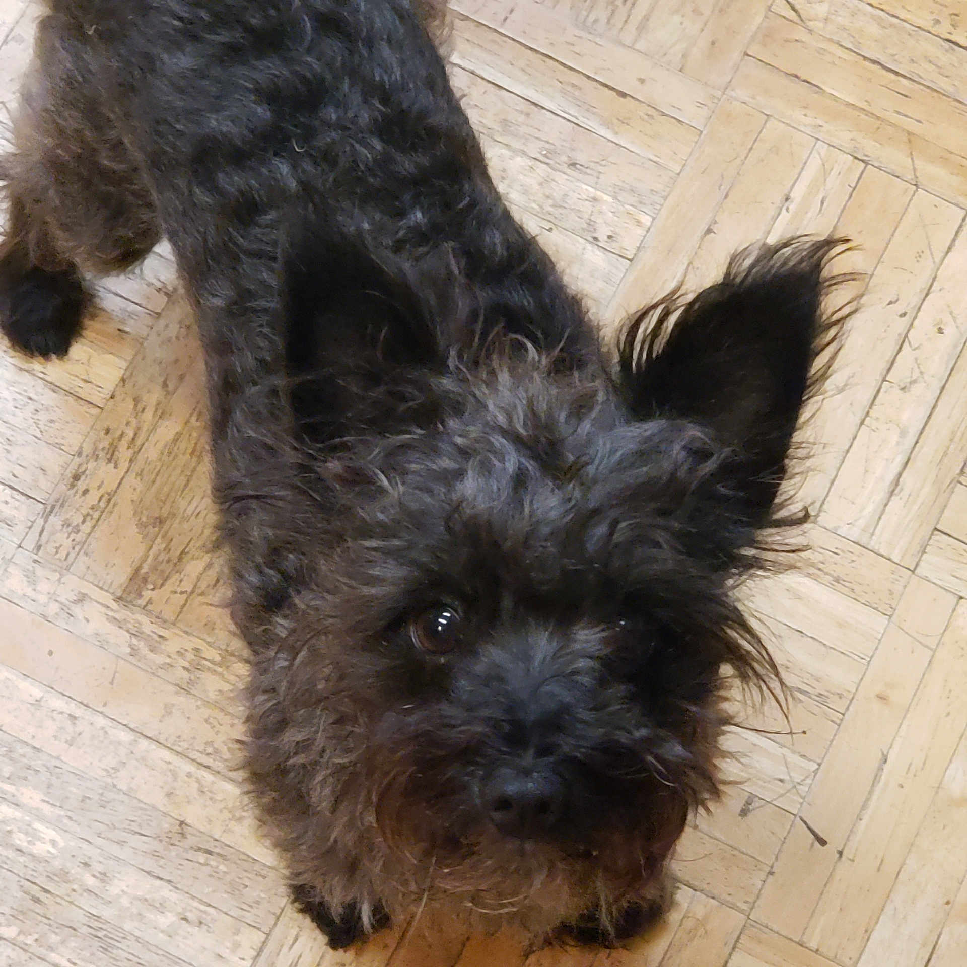 Teddy joined the competition — help win amazing prizes! adorable, animal, black_dog, canine, close_up, companion, curious_eyes, cute, dog, domestic_animal, fluffy_ears, fur, indoor, looking_up, mammal, parquet_floor, pet, portrait, scruffy, wooden_floor