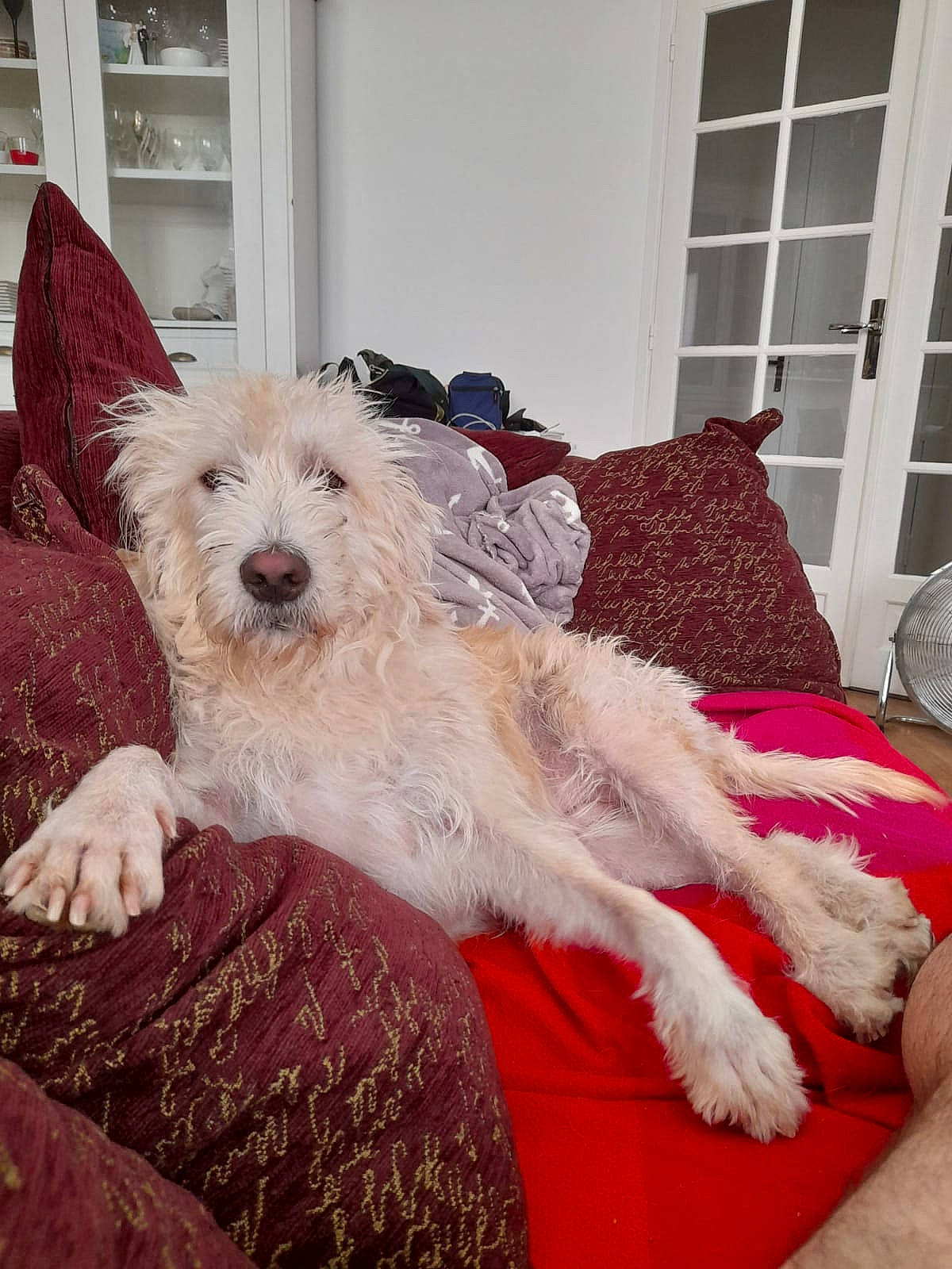 Irmat participe au concours pour gagner de l'argent avec cette photo : canidae, carnivore, comfort, companion_dog, couch, dog, dog_breed, dog_supply, fur, linens, non_sporting_group, room, small_terrier, sporting_group, terrier, toy_dog, working_animal