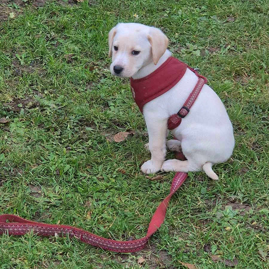 Aïka a rejoint le concours — aidez-le/la à gagner de superbes lots ! accessories, animal, belt, canine, dog, formalwear, goldenretriever, grass, harness, hound, labradorretriever, lawn, leash, pet, plant, puppy, soil, strap, tie, whitedog