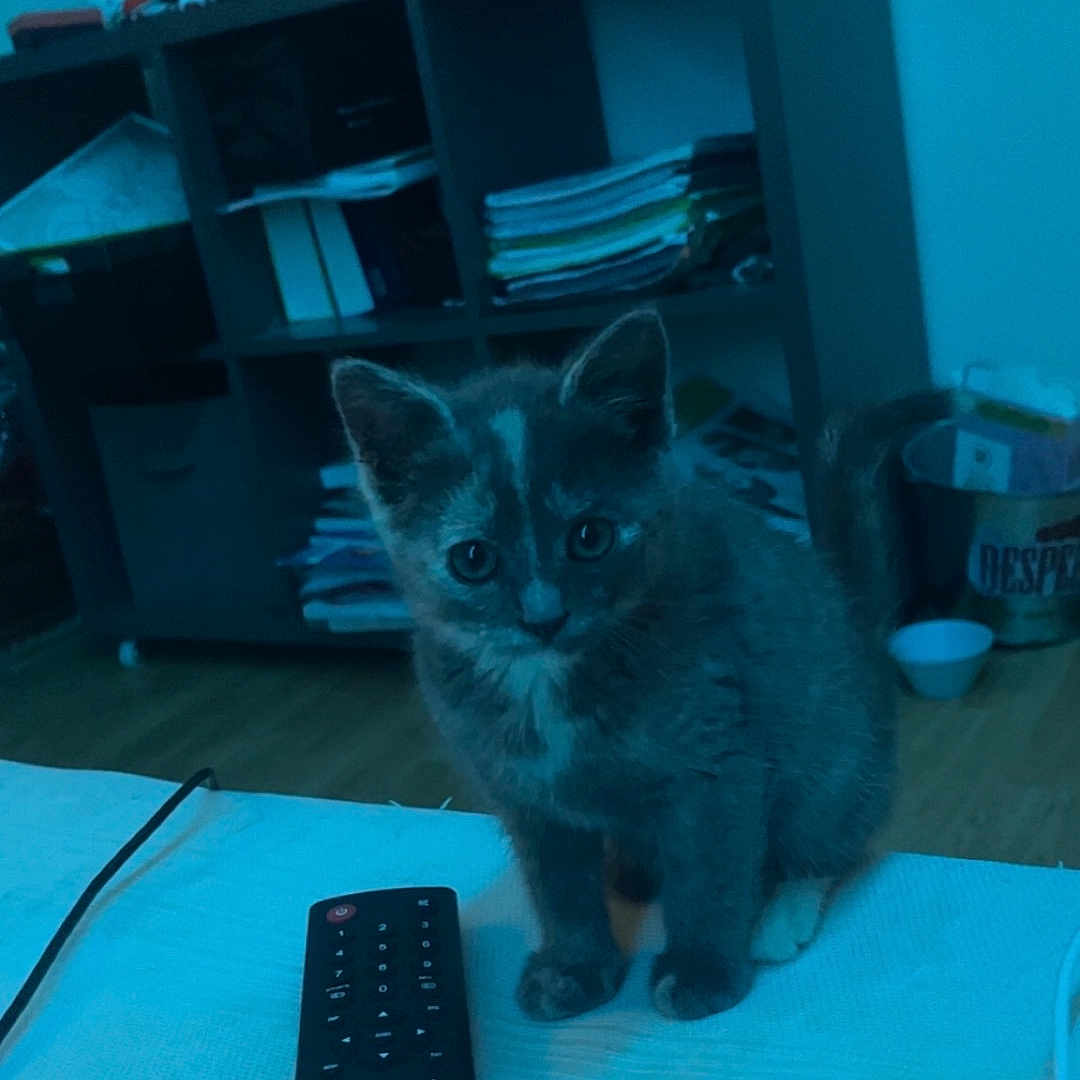 Akira