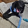 dog, black_dog, pet, leash, collar, dog_bed, happy, panting, indoor, wooden_floor, toy, blue, playful, canine, animal, paw, nose, ears, tongue, smiling