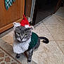 cat, grey_cat, costume, elf_hat, white_fluffy_collar, indoor, tile_floor, cabinet, pet, animal, holiday, festive, cute, fur, tail, green_eyes, domestic_cat, looking_at_camera, floor_rug, household