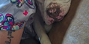 Skye joined the competition — help win amazing prizes! animal, brown_couch, butterfly_pattern, close_up, comfort, couch, cozy, dog, home, indoor, nap, paw, person, pet, relaxing, resting, shirt, sleeping, tattoo, white_dog