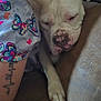 Skye joined the competition — help win amazing prizes! dog, white_dog, sleeping, couch, brown_couch, tattoo, person, butterfly_pattern, shirt, paw, resting, indoor, cozy, close_up, animal, pet, relaxing, home, comfort, nap