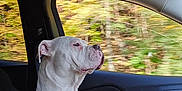 Skye is registered to the contest to win money with this photo: dog, white_dog, brown_spot, car_interior, passenger_seat, window, autumn, trees, blurred_background, side_view, pet, canine, looking_out_window, calm, seated, vehicle, door_handle, seatbelt, sunlight, daytime