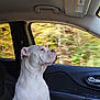 dog, white_dog, brown_spot, car_interior, passenger_seat, window, autumn, trees, blurred_background, side_view, pet, canine, looking_out_window, calm, seated, vehicle, door_handle, seatbelt, sunlight, daytime