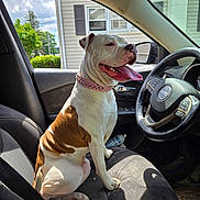 Skye joined the competition — help win amazing prizes! canine, car_interior, dog, domestic_animal, door, greenery, happy, house, inside_car, jeep, pet, pink_collar, seat, shadow, steering_wheel, suburban, sunlight, tongue_out, vehicle, window