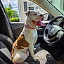 canine, car_interior, dog, domestic_animal, door, greenery, happy, house, inside_car, jeep, pet, pink_collar, seat, shadow, steering_wheel, suburban, sunlight, tongue_out, vehicle, window