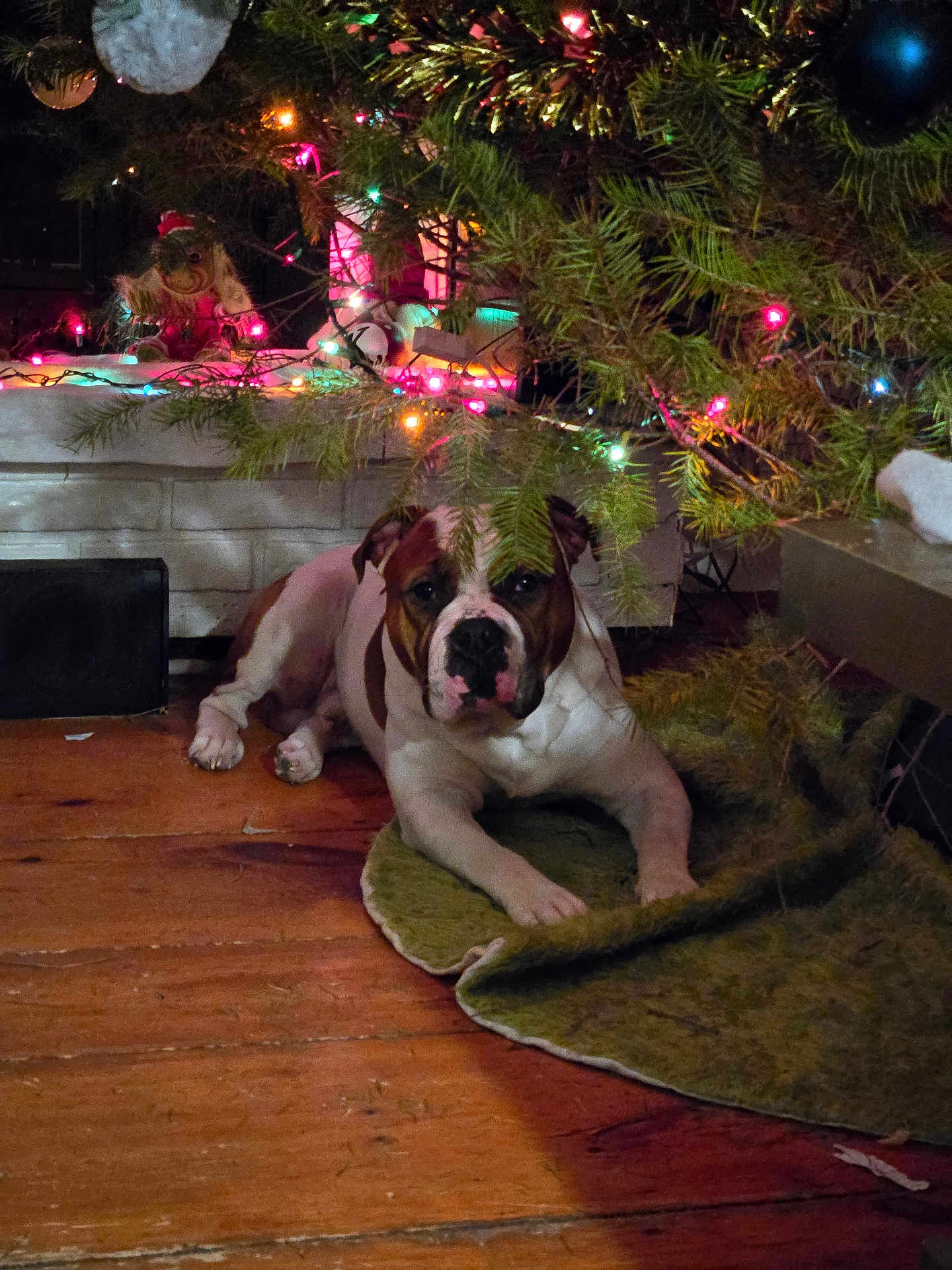 Blitz joined the competition — help win amazing prizes! dog, christmas_tree, holiday_lights, pine_branches, wooden_floor, indoor, decorations, festive, pet, canine, relaxed, brown_and_white, lying_down, holiday_season, cozy, home, celebration, ornaments, greenery, festivity