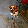 Blitz is registered to the contest to win money with this photo: dog, leash, floor, concrete, shoe, person, pants, bench, indoor, pet, brown, white, seated, looking_up, collar, casual, footwear, waiting, animal, companion