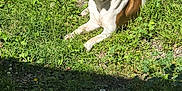 Blitz joined the competition — help win amazing prizes! animal, brown_and_white, canine, daylight, dog, ears, fence, grass, greenery, lying_down, nature, outdoor, peaceful, pet, quiet, relaxed, snout, summer, sunlight, wooden_post