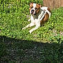 Blitz joined the competition — help win amazing prizes! dog, brown_and_white, grass, sunlight, fence, wooden_post, outdoor, pet, canine, nature, relaxed, lying_down, daylight, animal, greenery, summer, snout, ears, quiet, peaceful