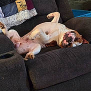 Blitz is registered to the contest to win money with this photo: dog, recliner, furniture, indoor, relaxed, sleeping, pet, canine, brown_and_white, blanket, cozy, paw, nose, floor, home, resting, comfortable, animal, domestic, living_room
